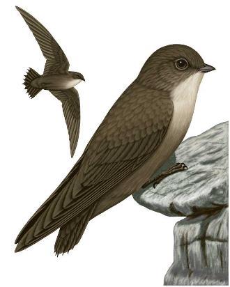 Chimney Swift