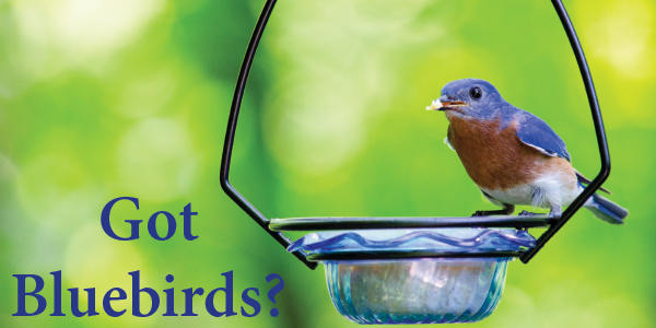 Eastern Bluebird on Quickbite Feeder